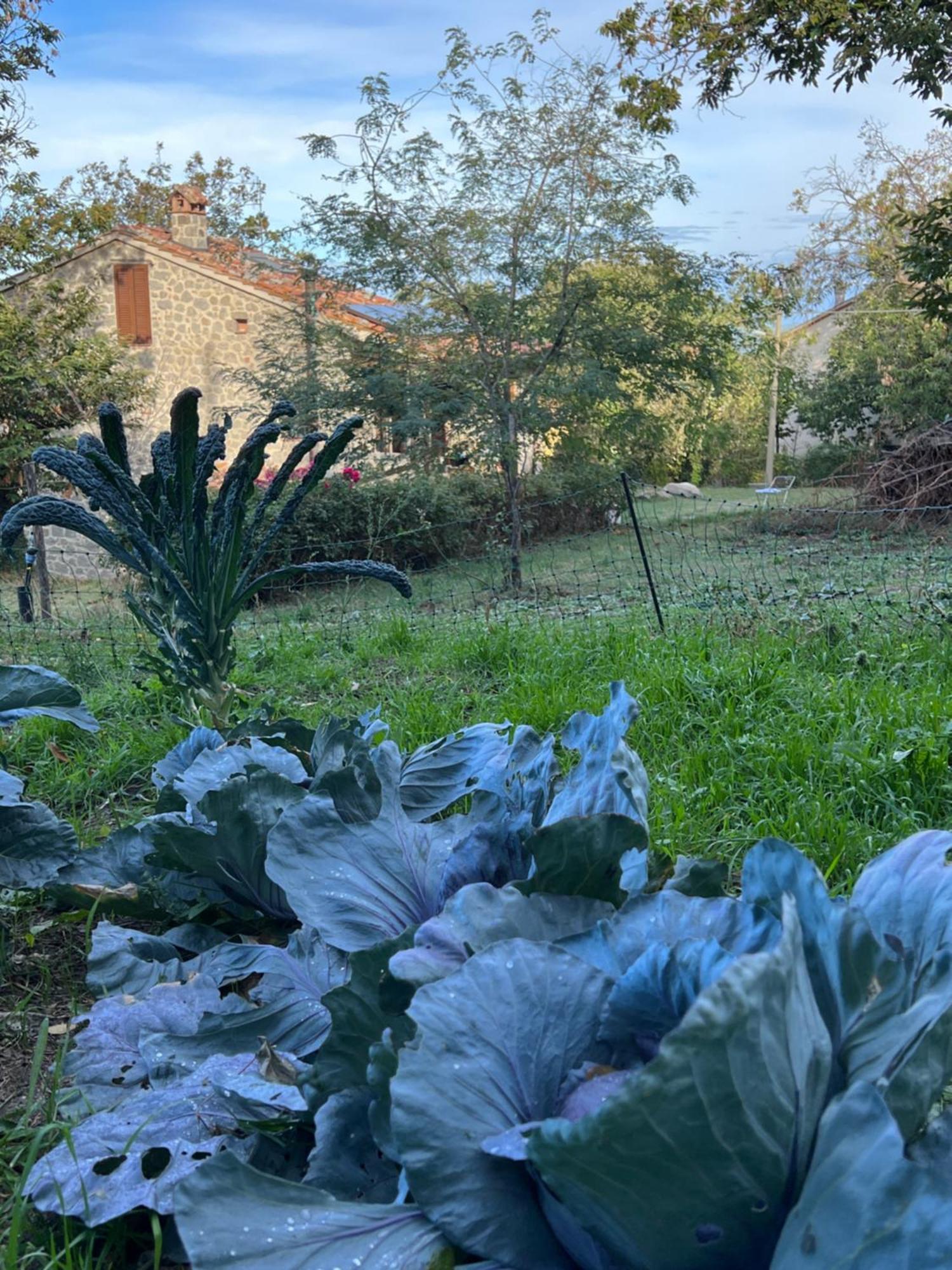 B&B Podere Legnotorto Castel del Piano  Eksteriør billede