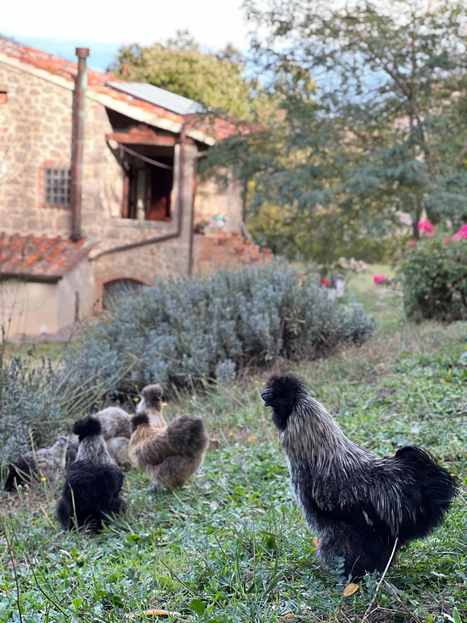 B&B Podere Legnotorto Castel del Piano  Eksteriør billede